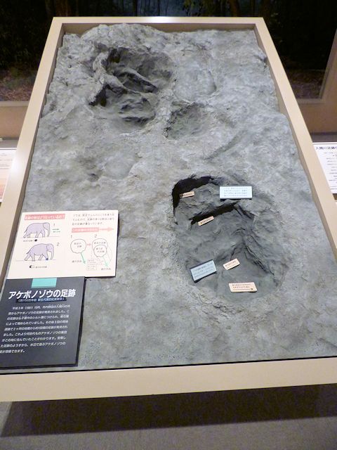 入間市博物館のアケボノゾウの足跡