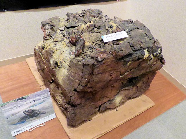 入間市博物館 メタセコイアの化石