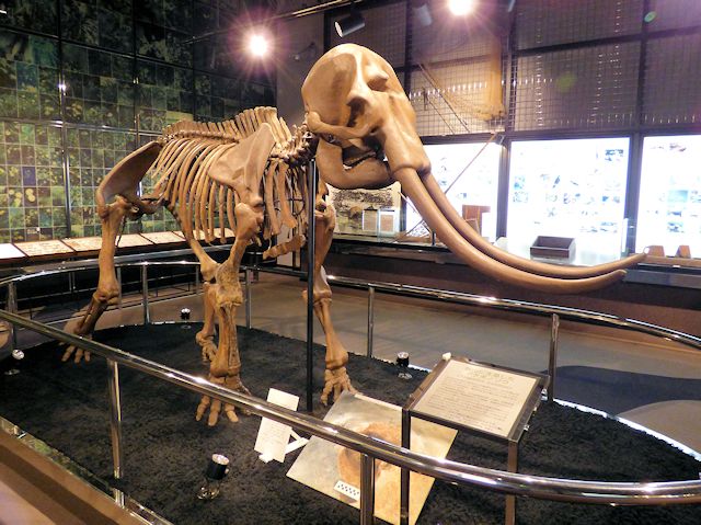 狭山市立博物館 アケボノゾウの骨格標本