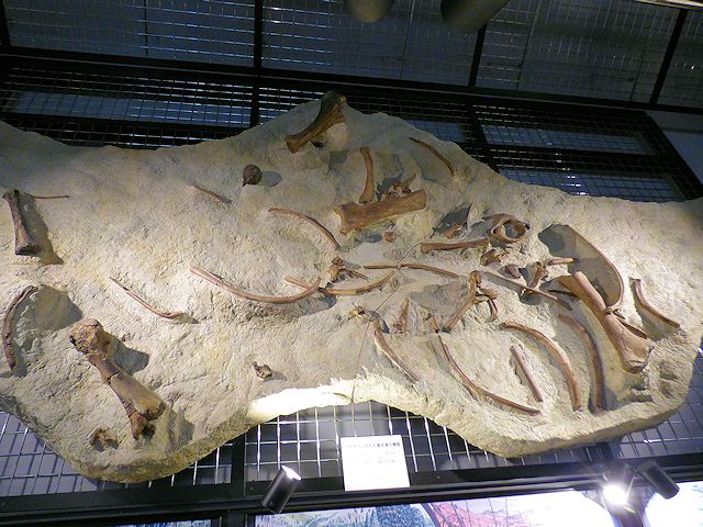 狭山市立博物館 アケボノゾウの発掘の様子