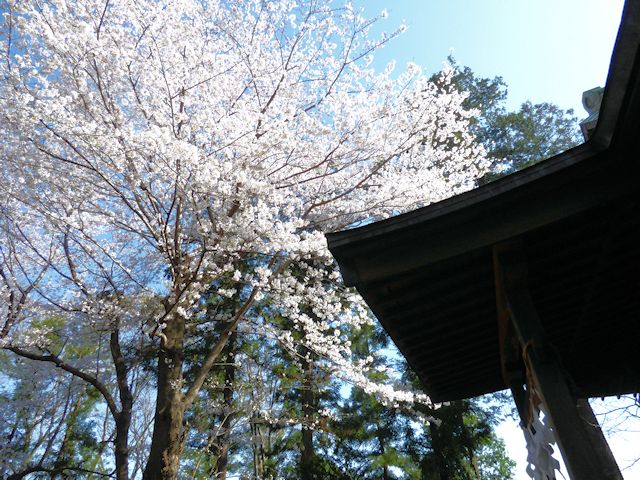 熊野神社古墳と桜
