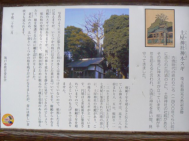 土屋神社 神木スギの説明