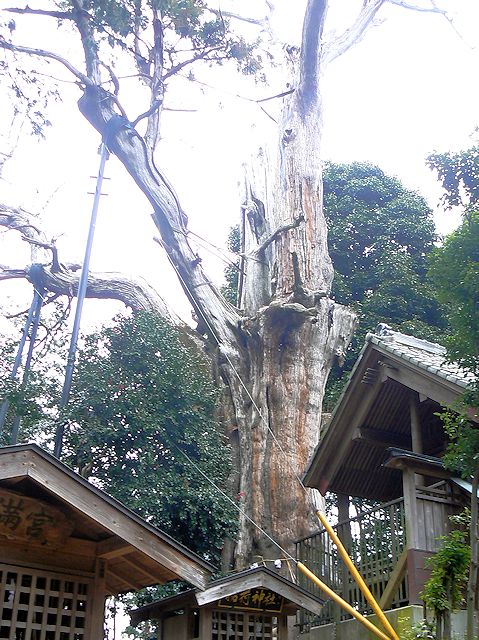 土屋神社の神木スギ